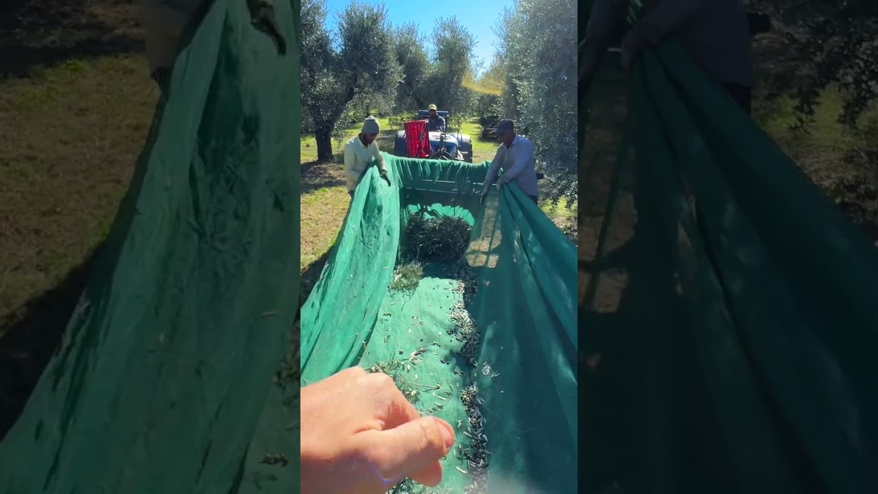 come raccogliere le olive e come pulirle in maniera veloce e efficace