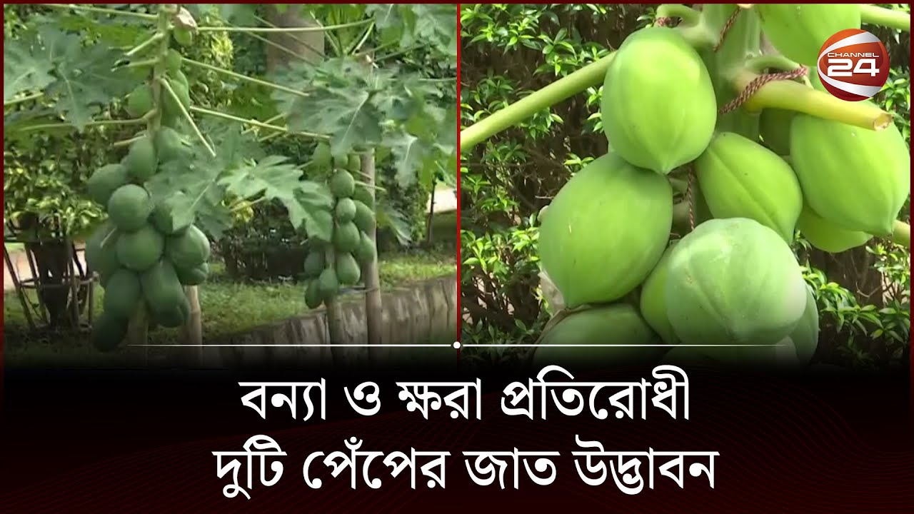 বন্যা ও ক্ষরা প্রতিরোধী দুটি পেঁপের জাত উদ্ভাবন করেছে বিএসএমআরইউ | Papaya | BSMRU | Channel 24