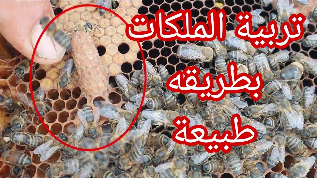 طريقة التقفيص على البيوت الملكية في التربية الطبيعية