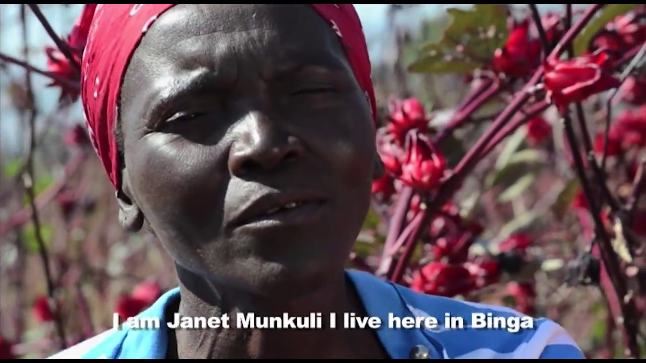 Growing rosella in Binga