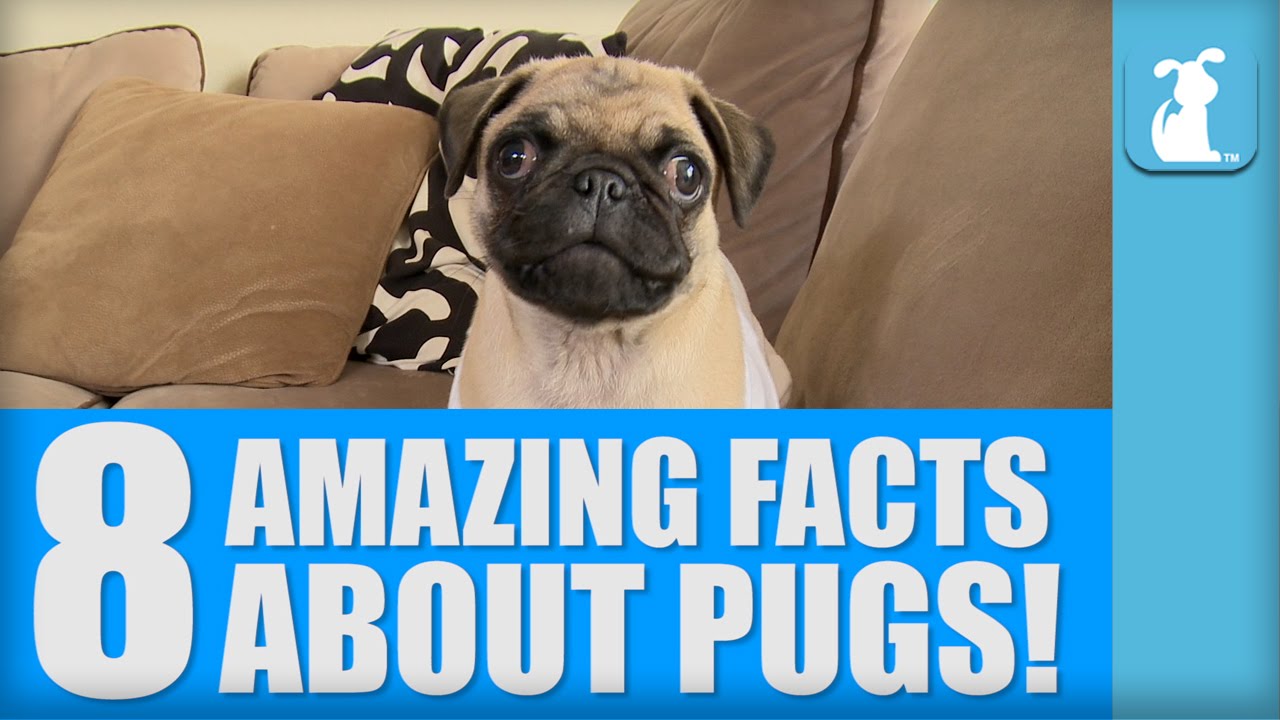 8 Amazing Facts About Pugs