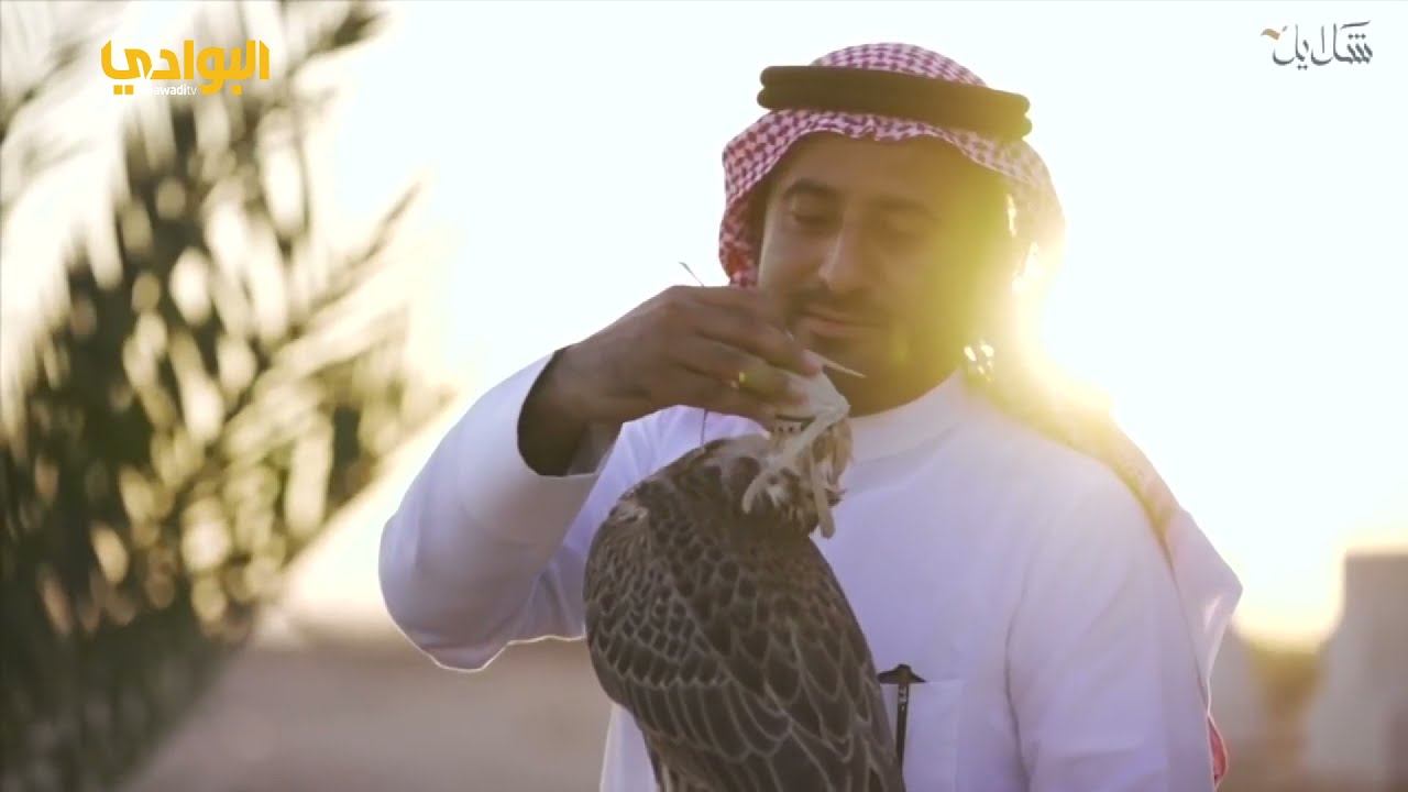 الصقار بدر فهد العرادي | من برنامج الشلايل @SaudiFalconsClub