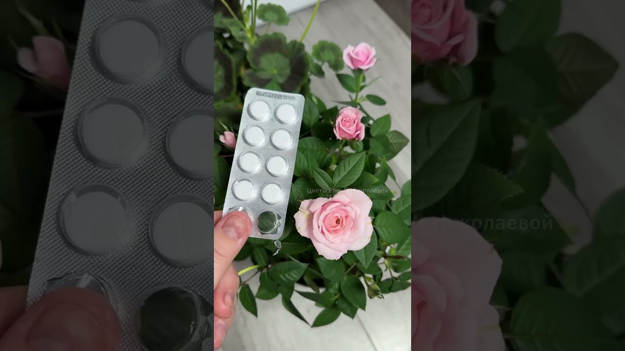 Лучшая таблетка для домашних цветов. Даже чахлый оживет! #сад #огород #цветы #дача