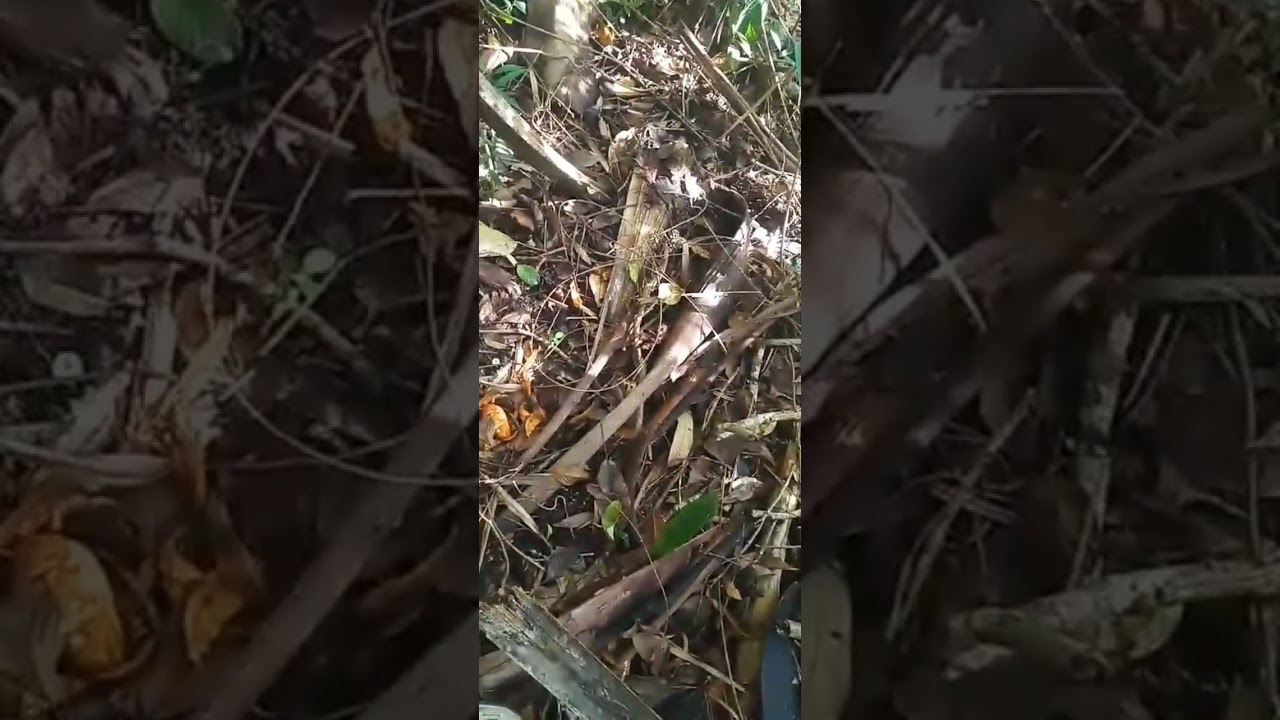 Dando uma olhada nos pé de coqueiro que a paca esta comendo 