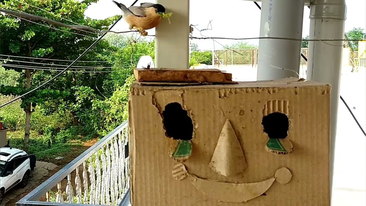 Brahmini myna starling nest near sparrow nest