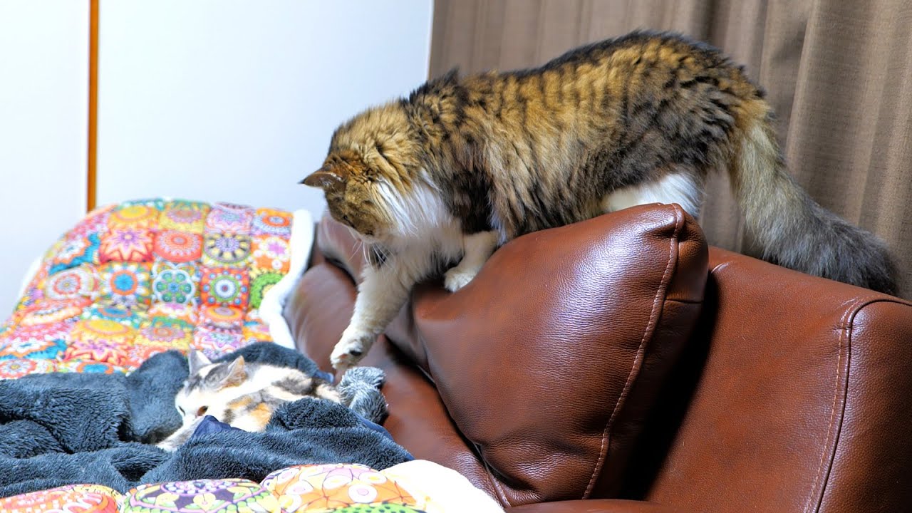 ソファーの上から恐る恐るネコ吉姉ちゃんにいたずらをしてみたボス吉