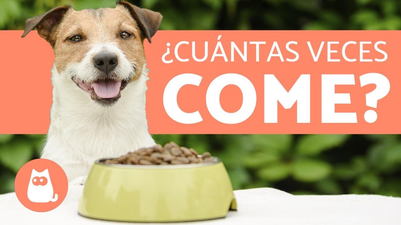 ¿Cuántas Veces debe Comer un Perro al Día? - Cachorros y Adultos