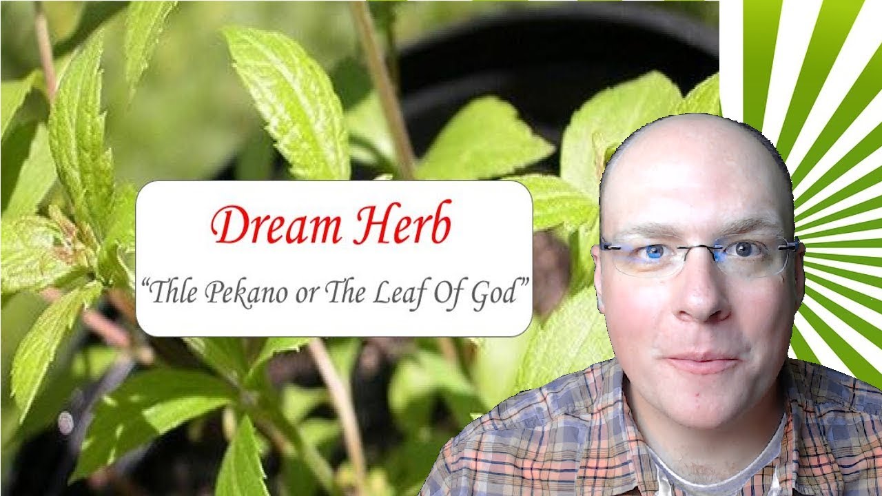 Dream Herb Calea Zacatechichi For Lucid Dreaming