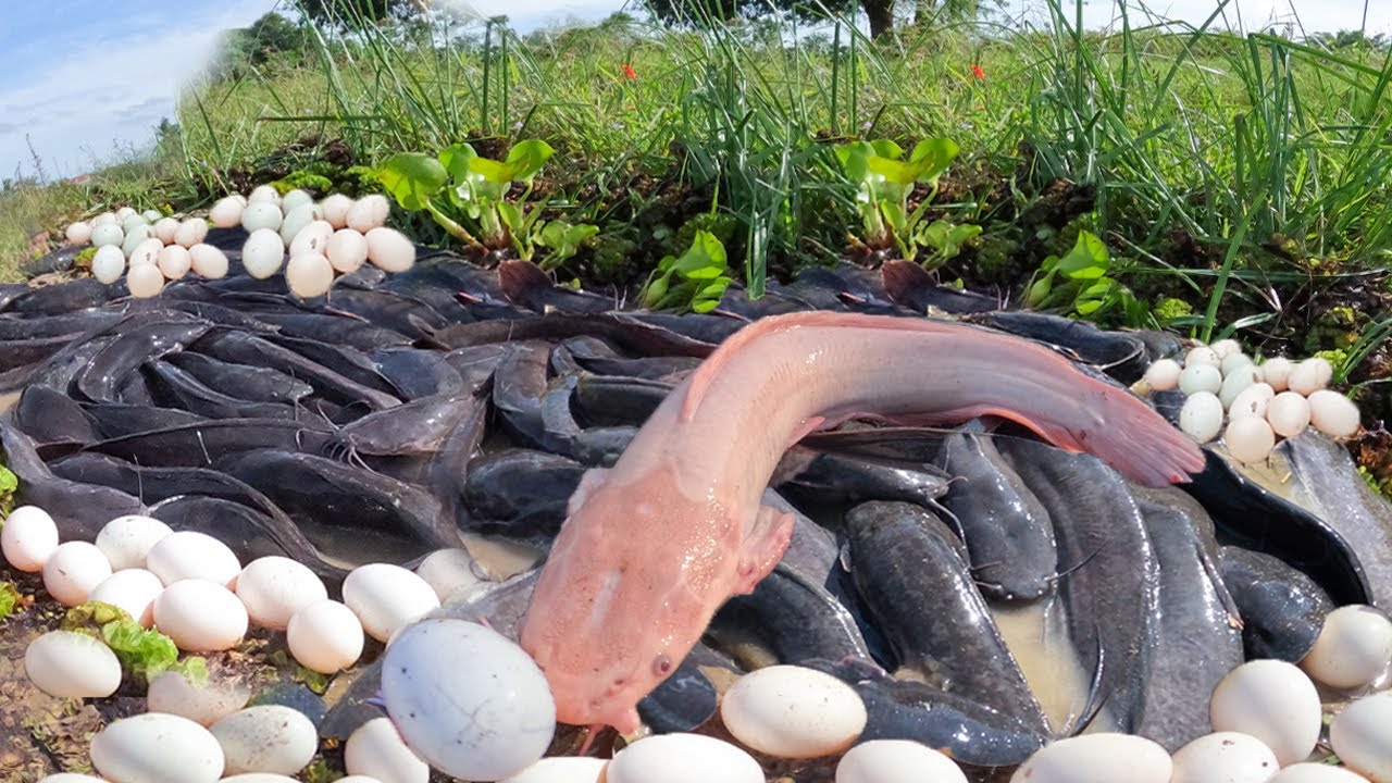 Wow Best Hand Fishing - Man catch fish & pick a lot of eggs in rice field under grass by skills hand