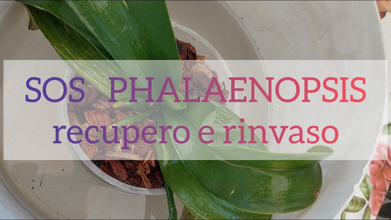 Recupero e rinvaso Phalaenopsis orchidea
