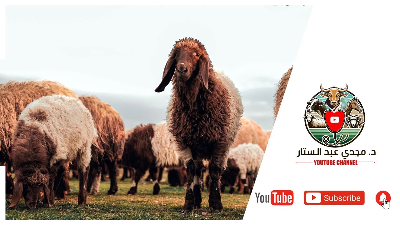 دوره تسمين الخرفان من رمضان الي العيد الكبير( الحلقه التاسعه)