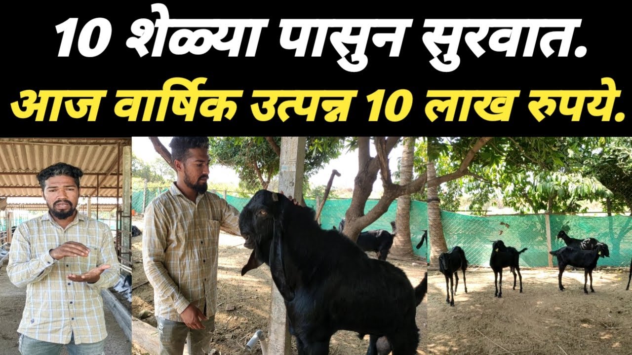 10 शेळ्या पासुन सुरवात आज वार्षिक उत्पन्न 10 लाख रु, जबरदस्त माहिती. शेळीपालन: goat farming: भाग -1
