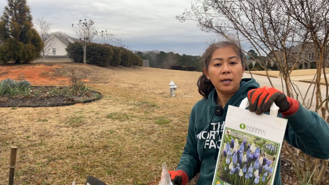 Planting Spring Bulbs Jan 2025 🌷