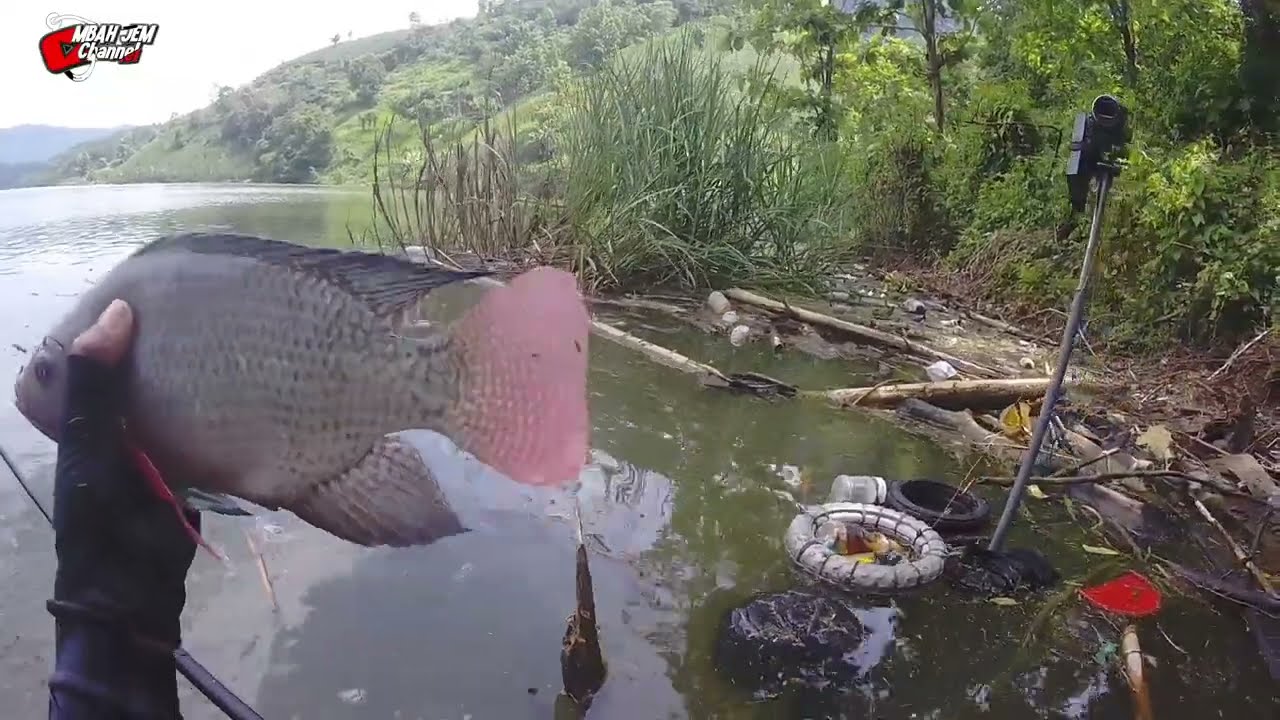 Cara Terakhir Pas Ikan Mogok Makan 2025 🇮 Waduk Bendo terbaru