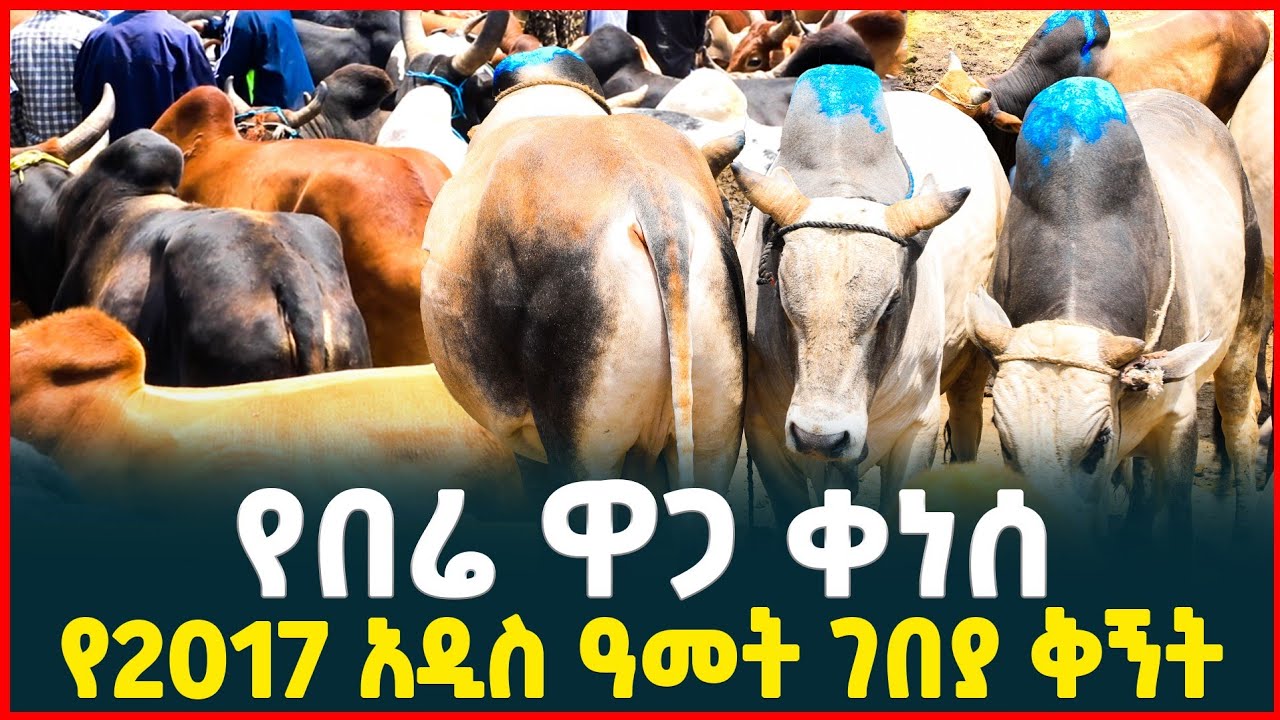 የበሬ ዋጋ ቀነሰ| አስገራሚው የ2017 አዲስ ዓመት የበሬ ገበያ | የበሬ ዋጋ| Ethiopian new year market review| Tirita Review
