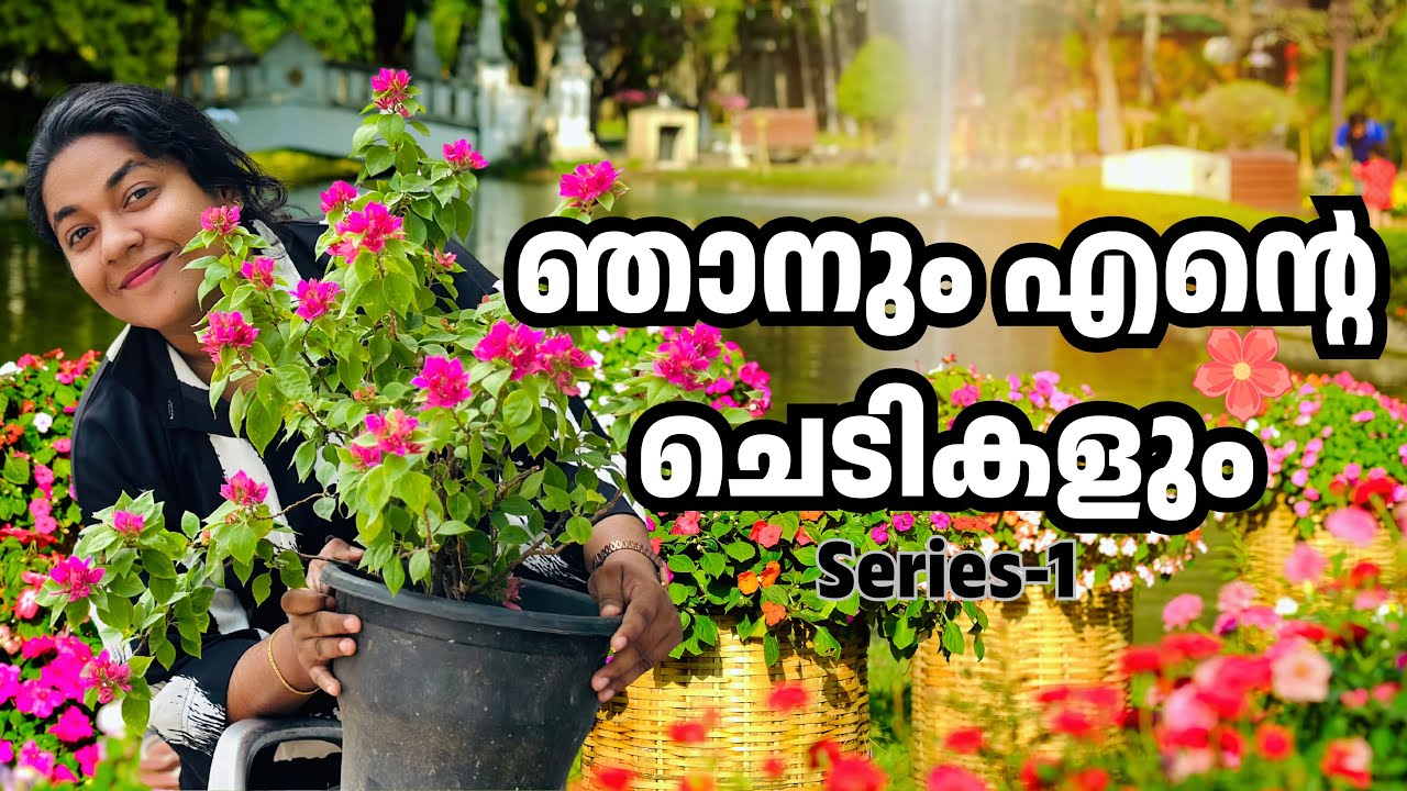 എന്റെ ചെടികൾ series-1 | വീട്ടിലെ ചെടികൾ 🍃