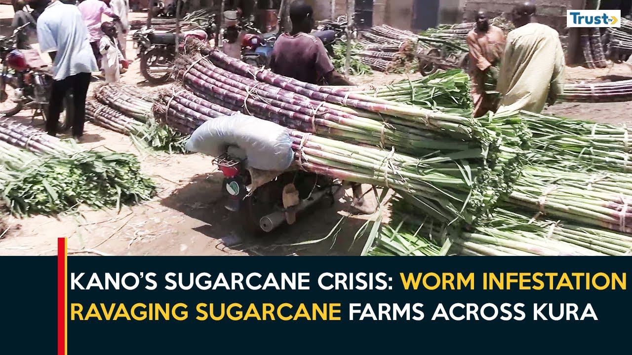 Kano&rsquo;s Sugarcane Crisis: Worm Infestation Ravaging Sugarcane Farms Across Kura