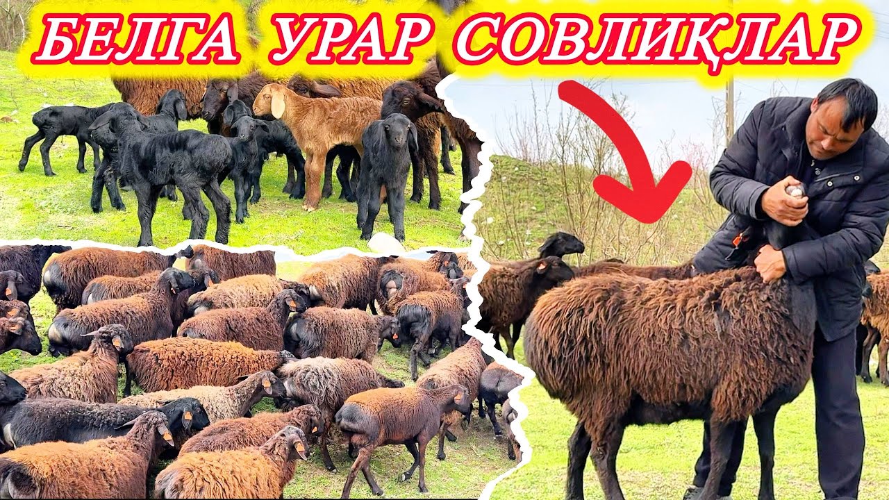ҚЎЗИЛИ ҚЎЙЛАР БЎЛДИ  АРЗОН, БЎҒОЗЛАРИ БУНГА ҲАЙРОН