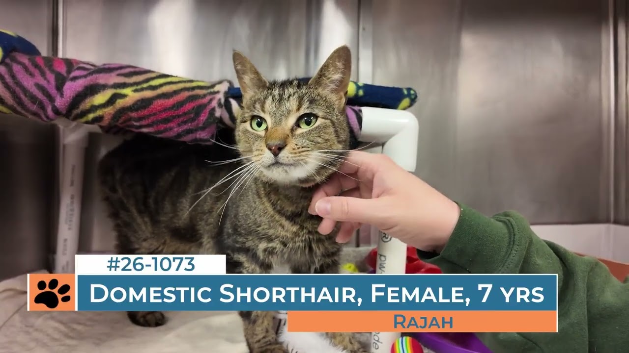 Rajah - 261073