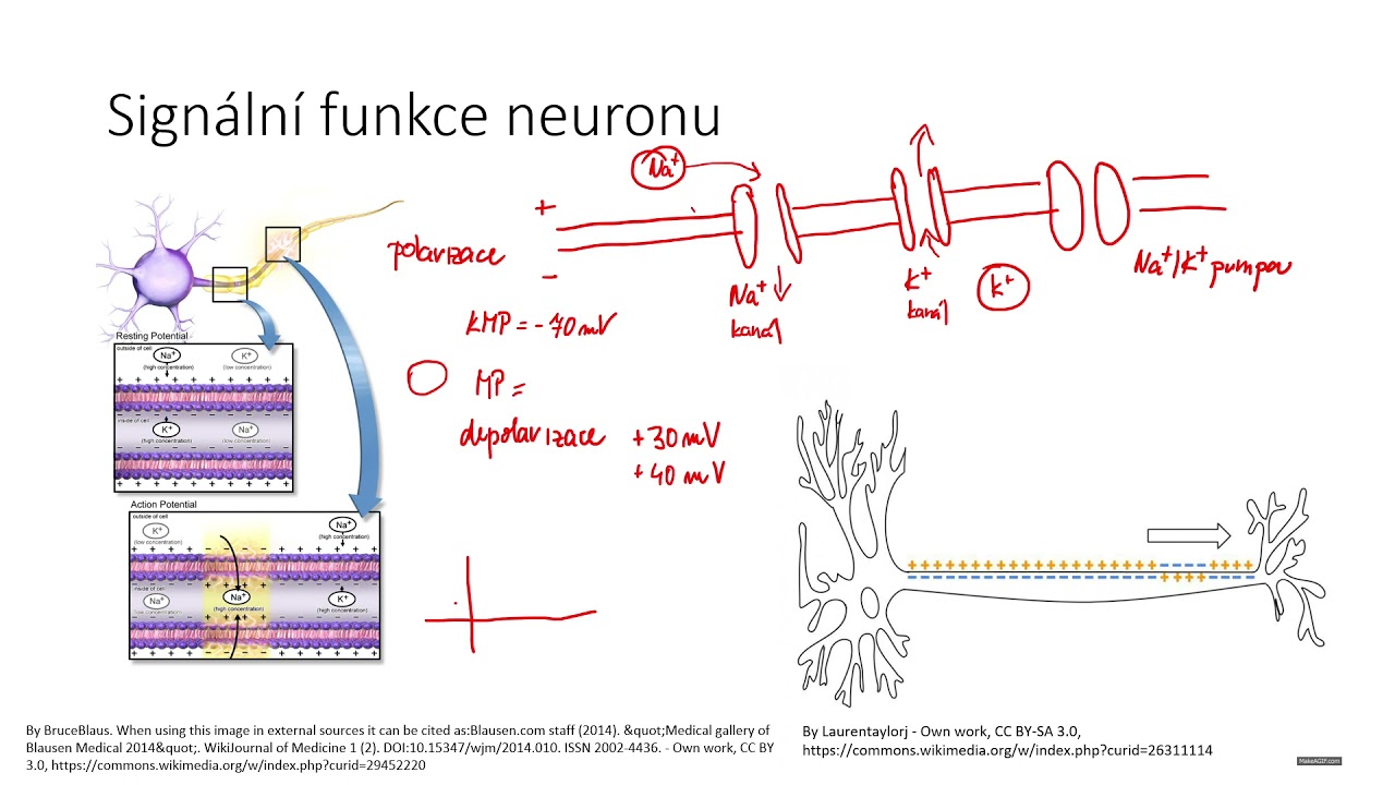 Nervová soustava II - signální funkce neuronu, akční potenciál