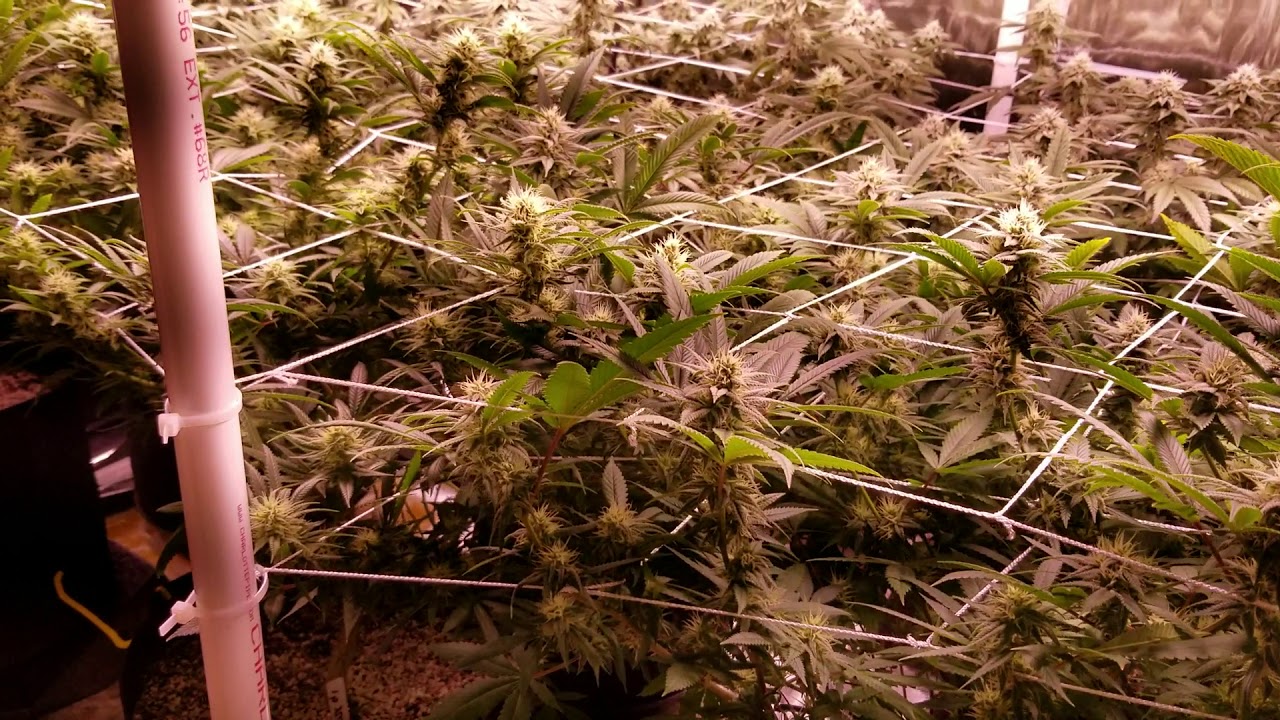 Apelila 8000 watt led grow week 5 flower