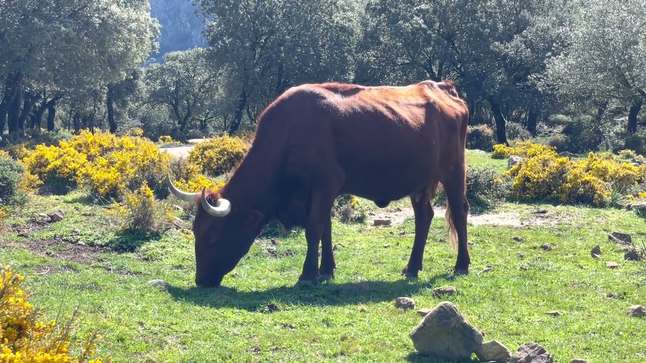 Grazende koe Spanje (Credits: Jelle Baars)