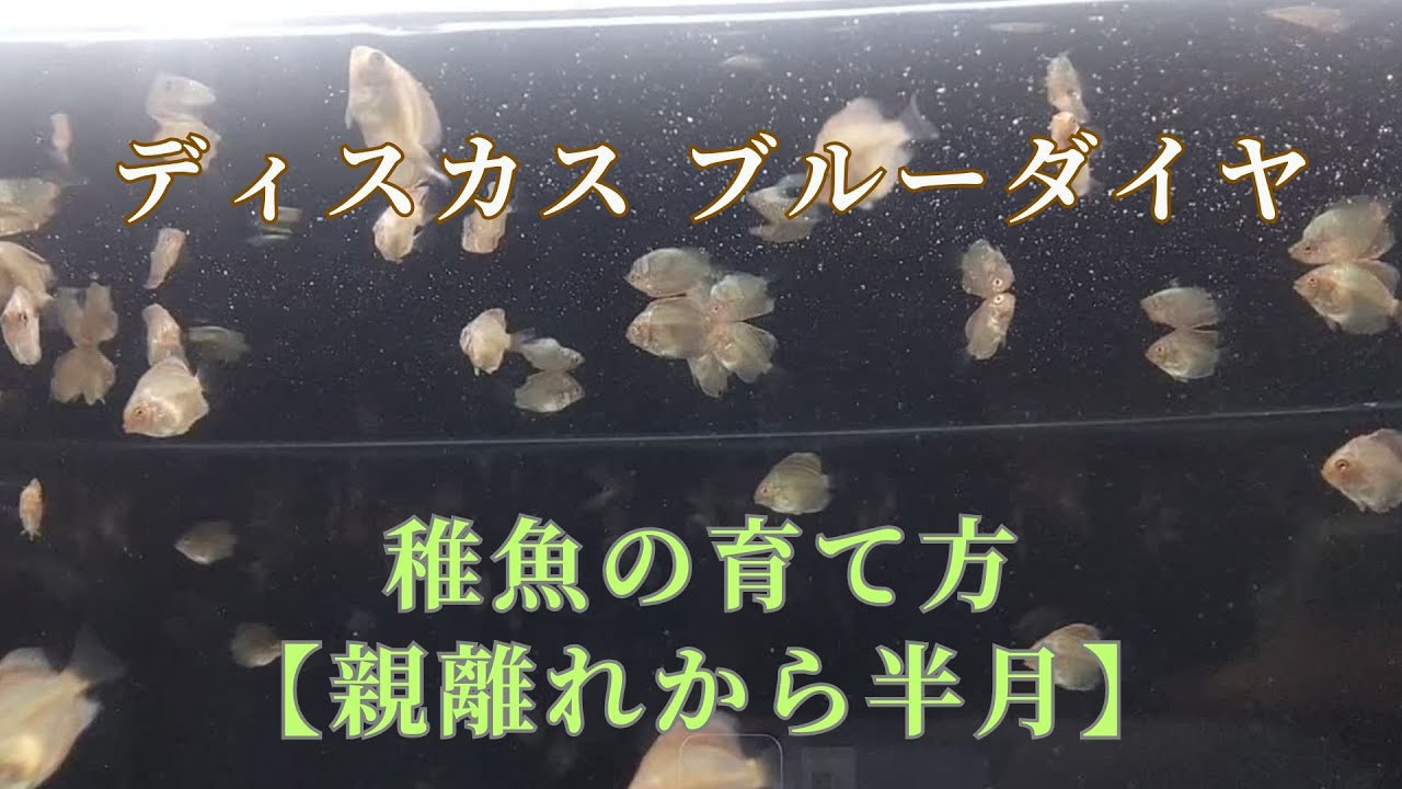【45】親離れ～半月 ディスカスの稚魚の育て方