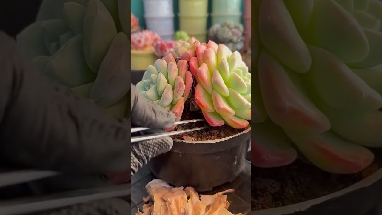 What’s Happening Below the Soil in Indoor Succulents?