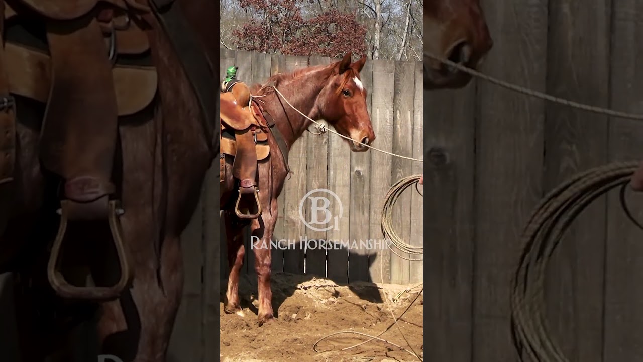 A double overhand knot will keep your rope from coming tight around their neck.   #horse #b1