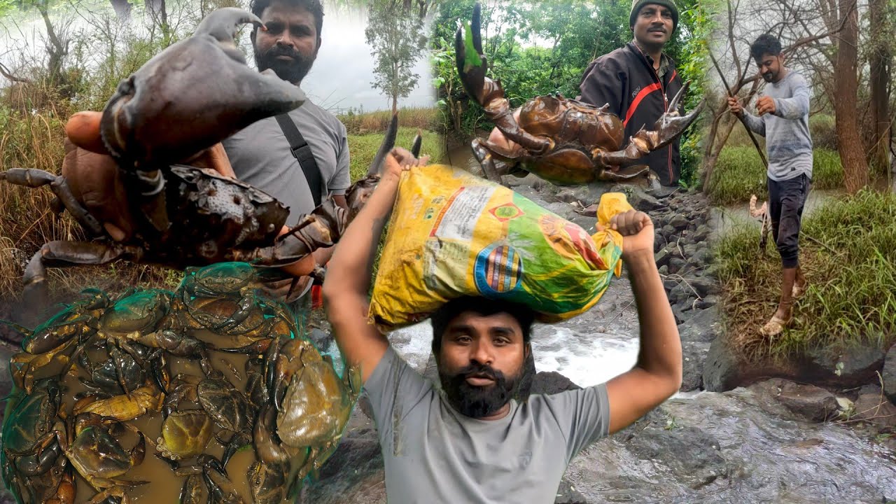 🦀आतडयाचा गजरा बनवून पकडले 25 किलो खेकडे🦀Crab catching video/खेकडे पकडायची सोपी पध्दत/खेकडे/Crab