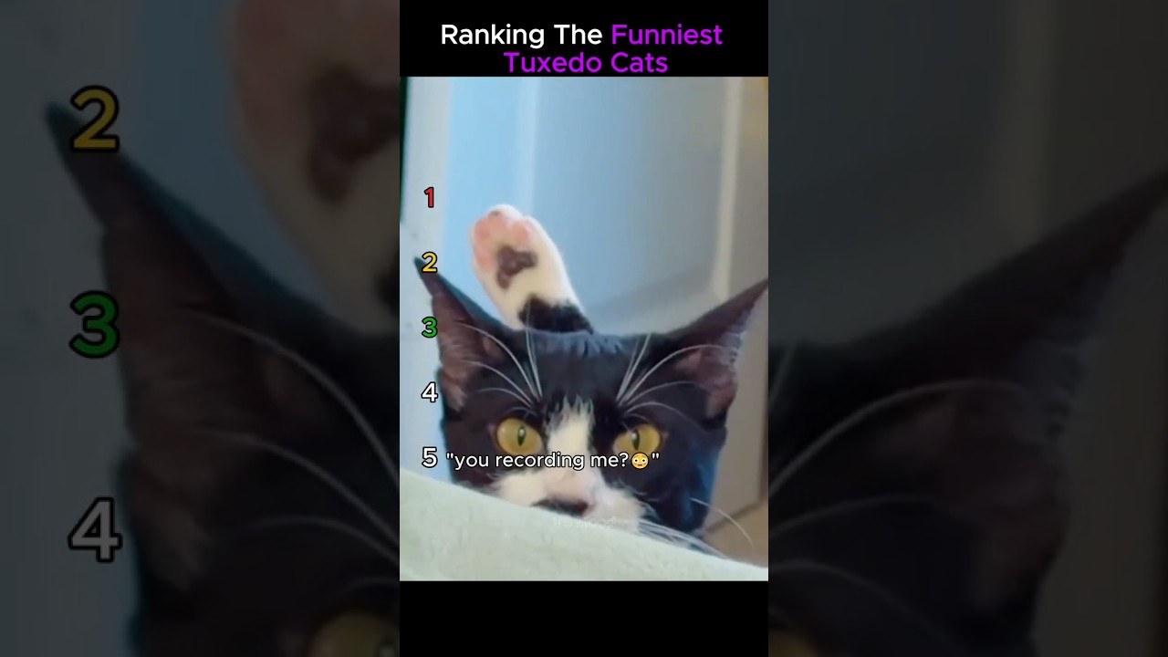 Ranking the funniest tuxedo cats