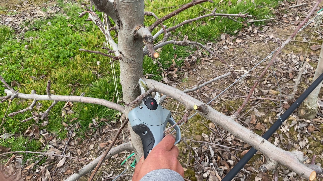 Pruning GALA SCHNIGA® SCHNICO RED* apples in a high density planting system part 2