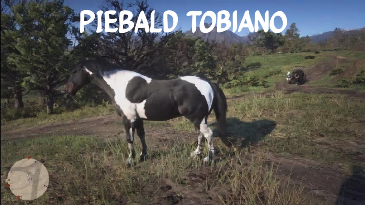 Red Dead Redemption 2 Story - Hungarian Halfbred Piebald Tobiano