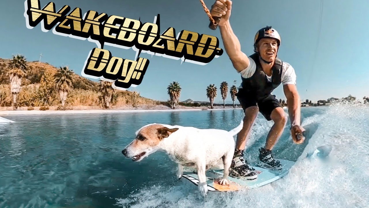 THIS DOG CAN WAKEBOARD!!
