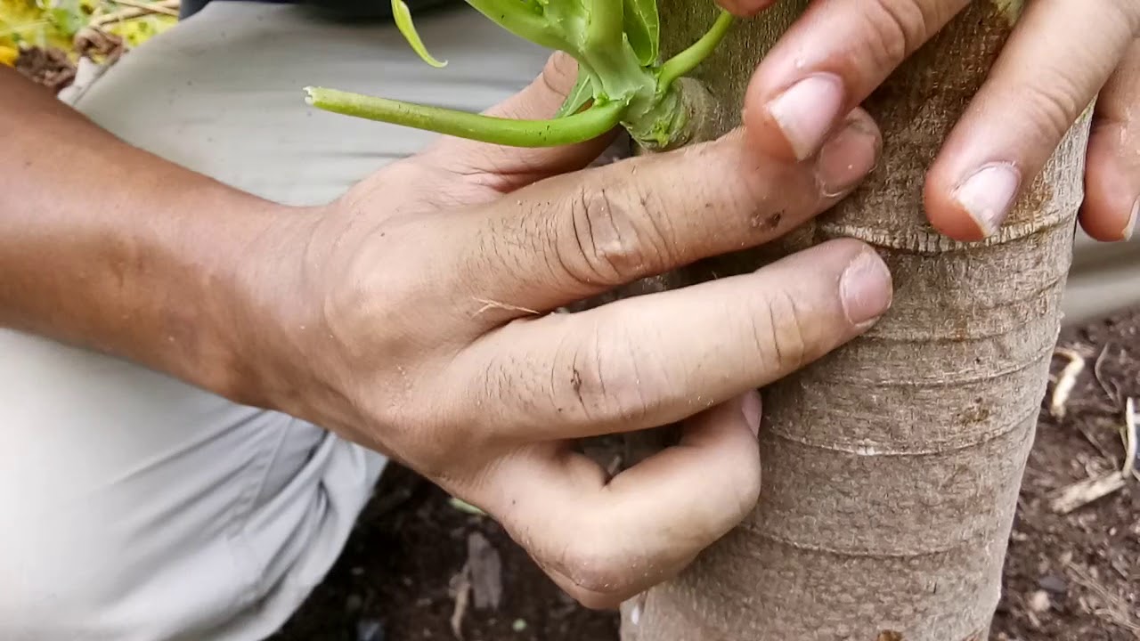 Cara TUT Pokok Betik