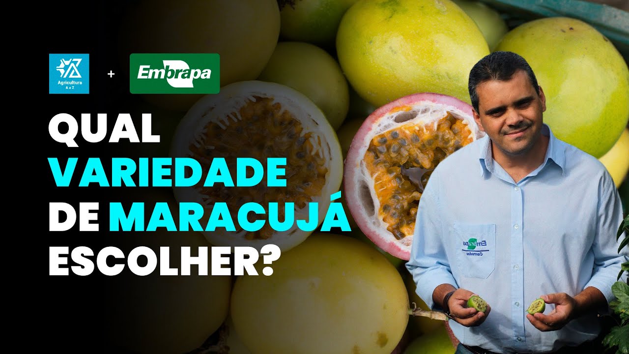AS MELHORES VARIEDADES DE MARACUJÁ DO MERCADO