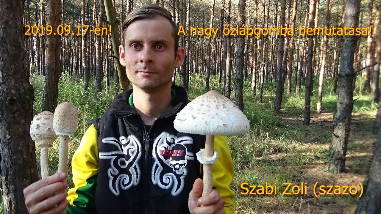A nagy őzlábgomba bemutatása és szedése! Szabi Zoli (szazo)