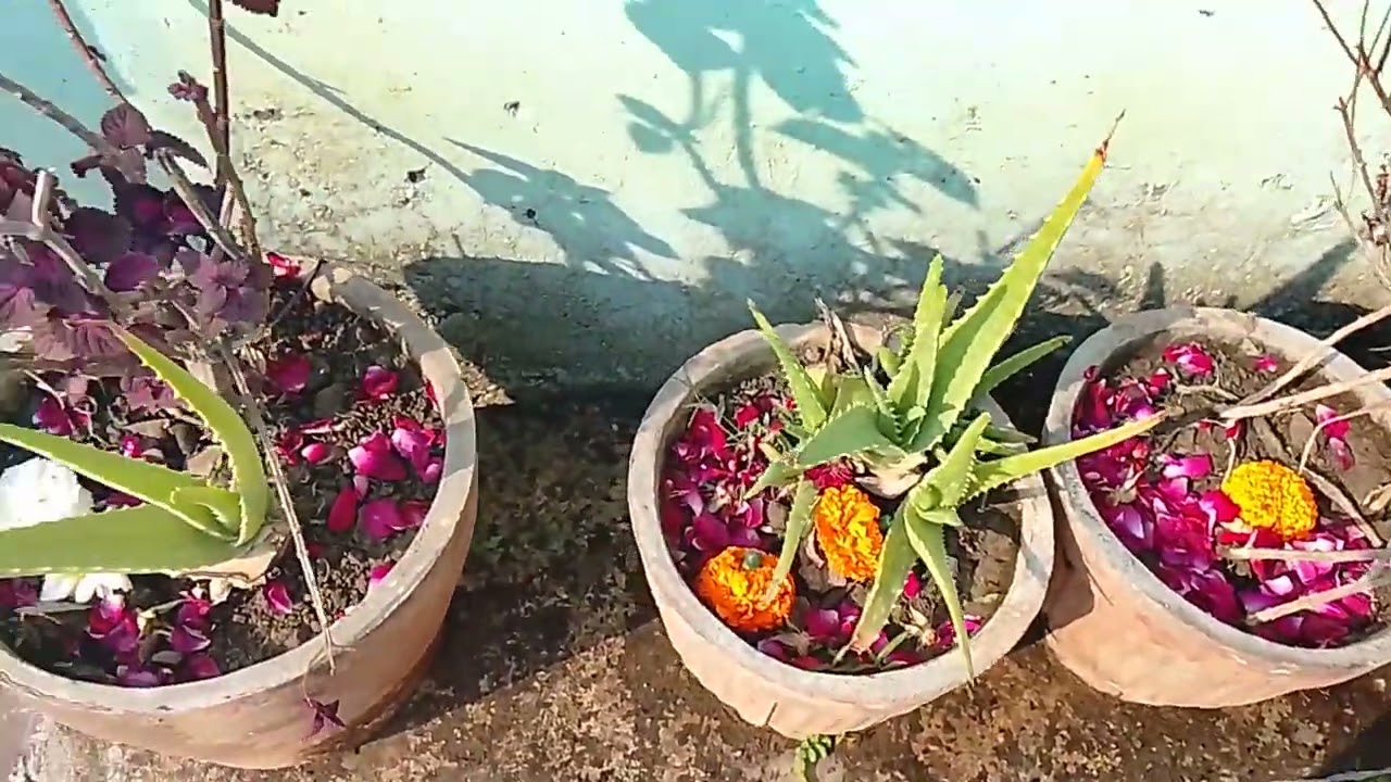 Morning ka new vlog 