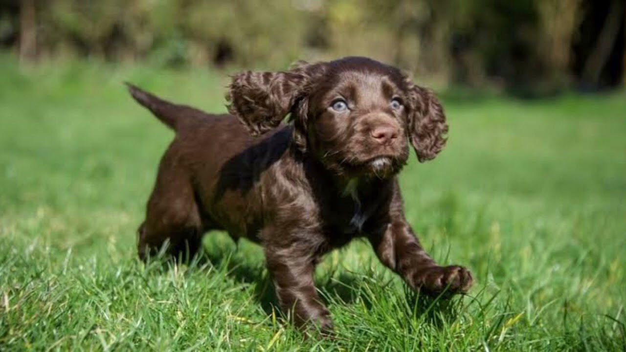 German Spaniel | Facts, History & Characteristics