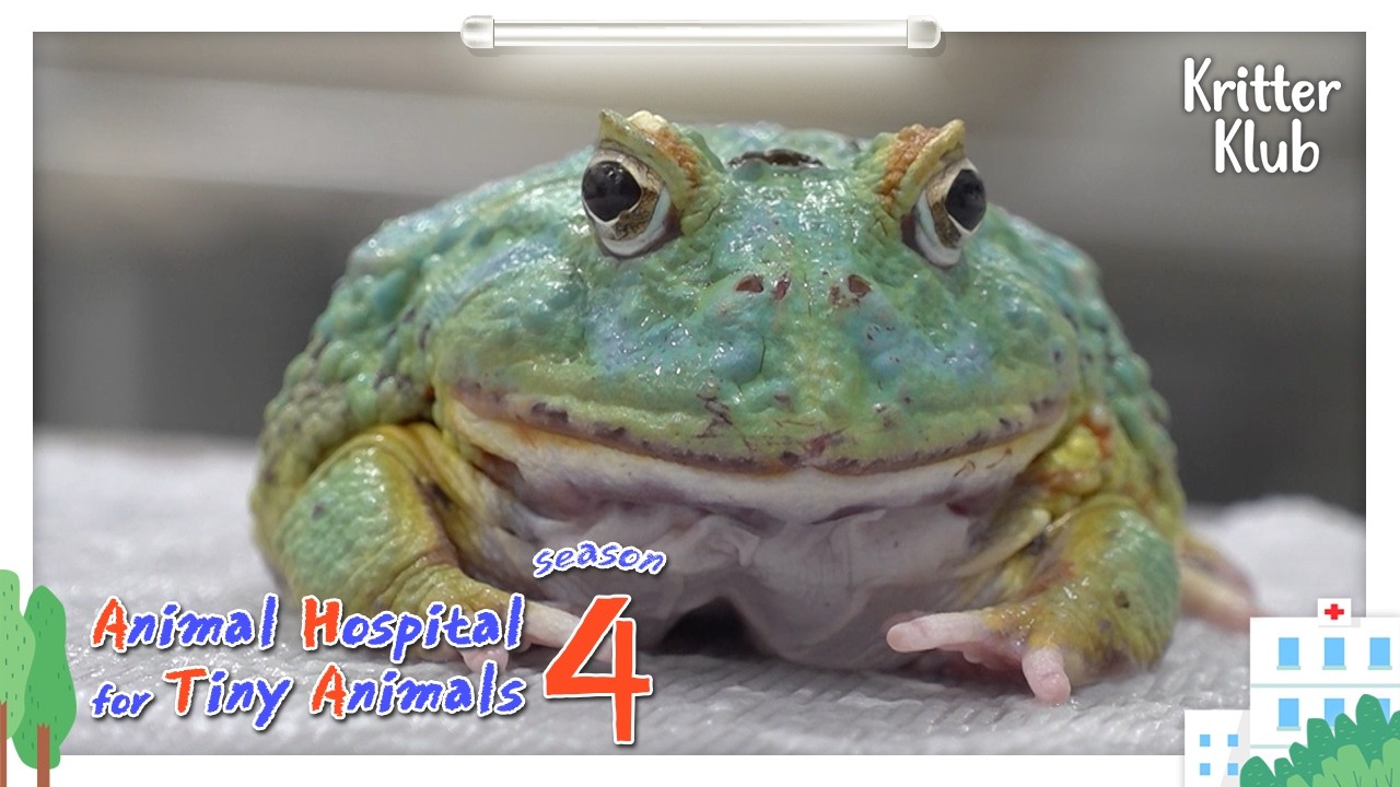 Сегодняшний пациент: Pacman Frog I Ветеринарная больница для крошечных животных, сезон 4