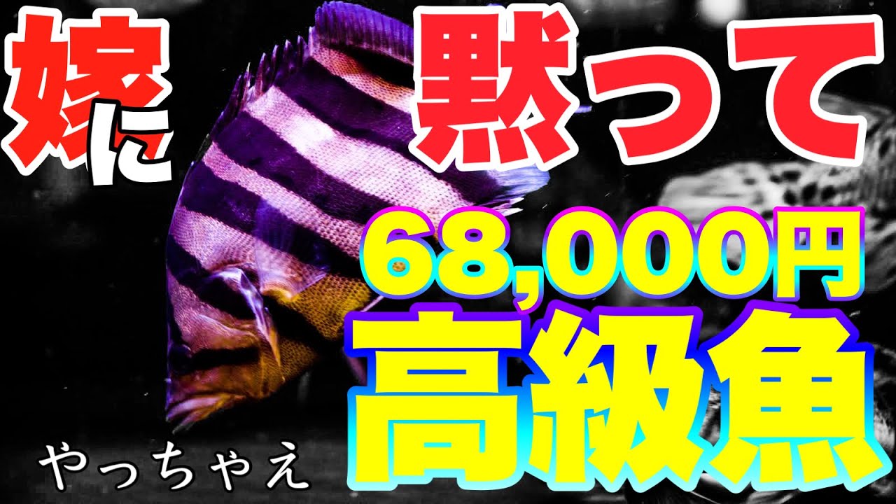 【嫁に黙って買いに行く！】今Twitterで激アツ！ダトニオ買ったった！アクアリウム　熱帯魚
