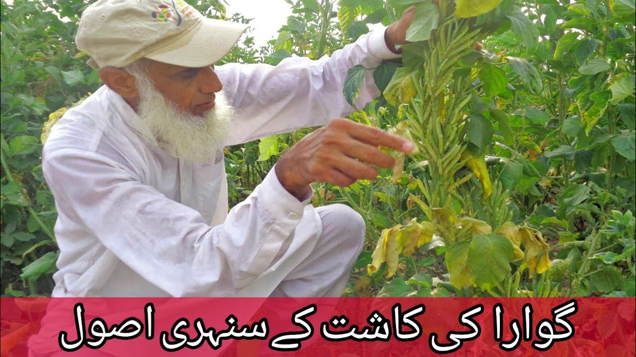 Guara Ki Kasht | گوارا کی کاشت | Guar Cultivation In Pakistan.