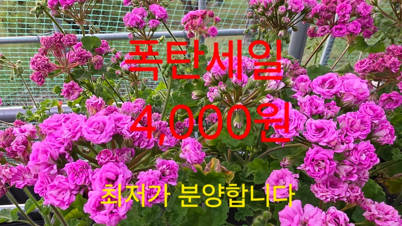 26년4월14일 개별분양 1포트 4,000원 5종이상 선택 부탁드립니다