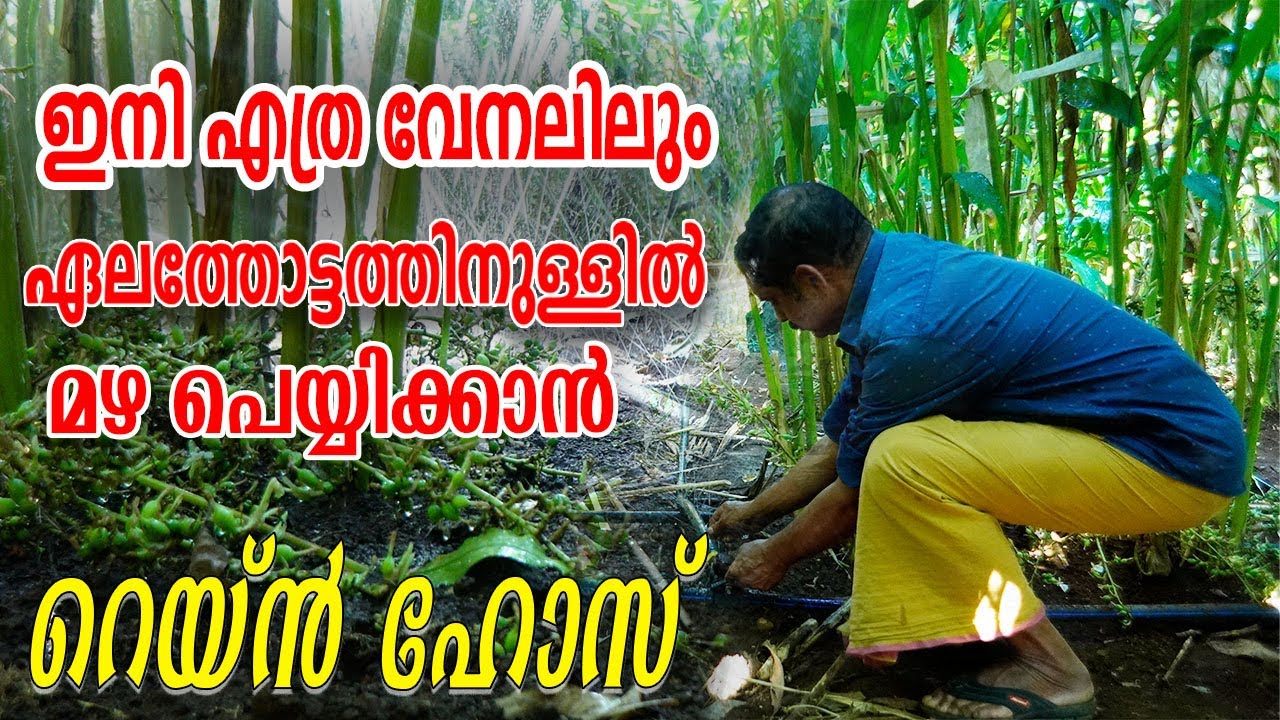 വേനൽകാലത്തും മഴപോലെ തോട്ടം നനയ്ക്കാൻ Rain Hose System | Cardamom farming |  Njaanoru malayali 