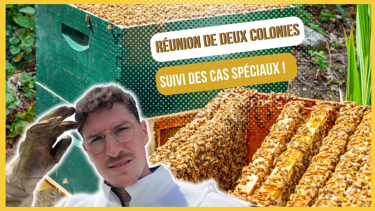 REUNION de Deux RUCHETTES d'abeilles et suivi des Ruches (Cas Spéciaux) [S02E20]