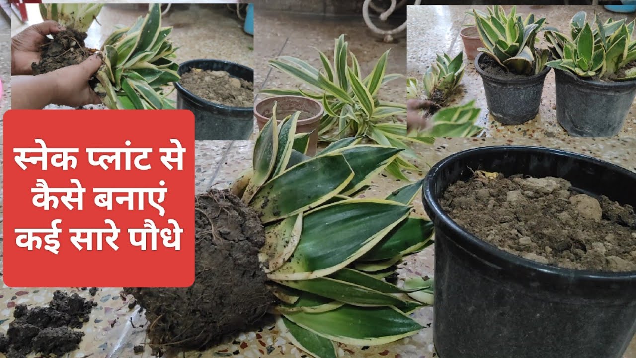 स्नेक प्लांट से कैसे बनाएं कई सारे पौधे स्नेक प्लांट कैसे उगाएं?