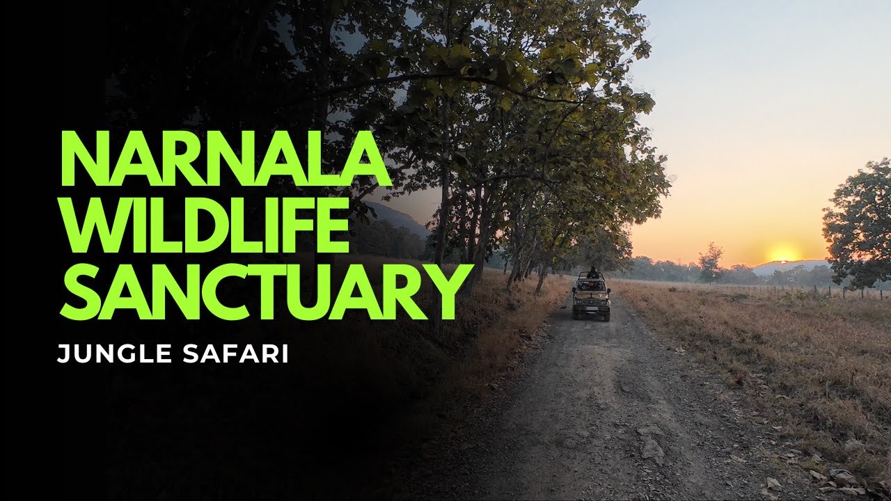 🌿 Jungle Safari at Narnala Wildlife Sanctuary | Hidden Gem of Maharashtra