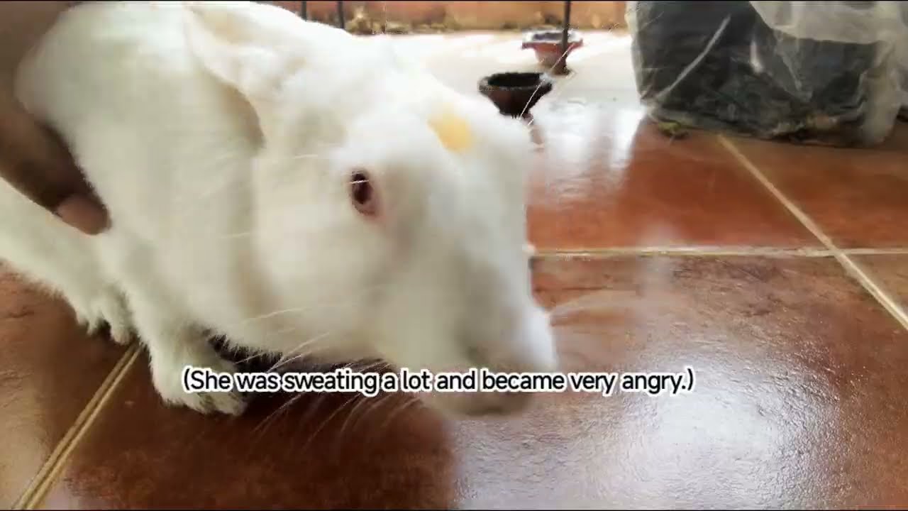 Daisy's vlog Season 1 Episode 18: Daisy and the sun