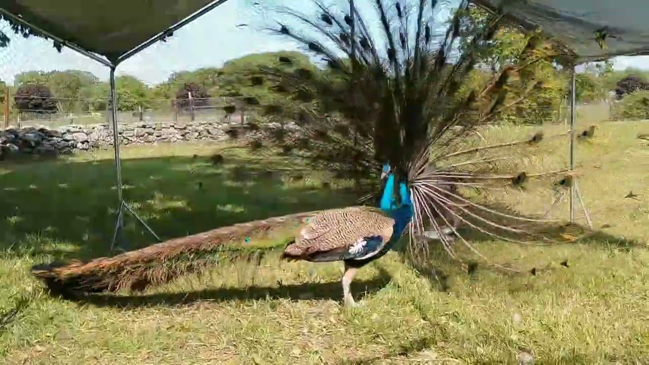 Peacock rattling feathers!