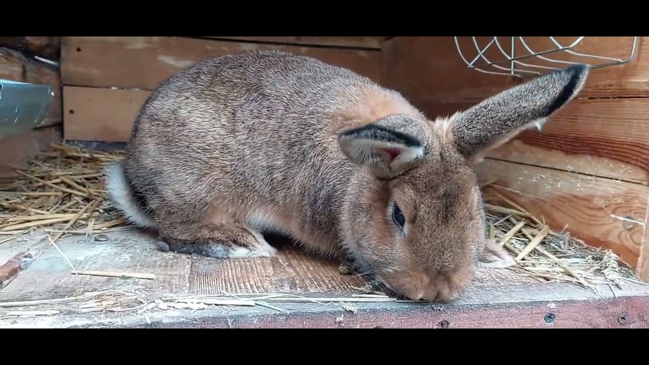Przegląd hodowli i ogromna strata. Video blog nr.91 .